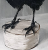 Corvus