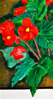 Maes  Agnes - Begonia in bloembak met tuinslang